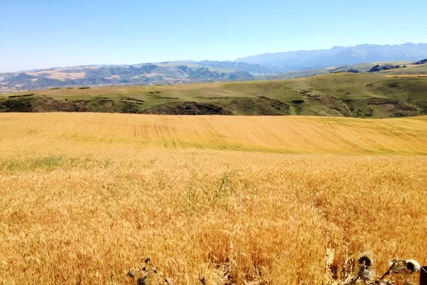 江布拉克的美景描述,风吹麦浪风景视频