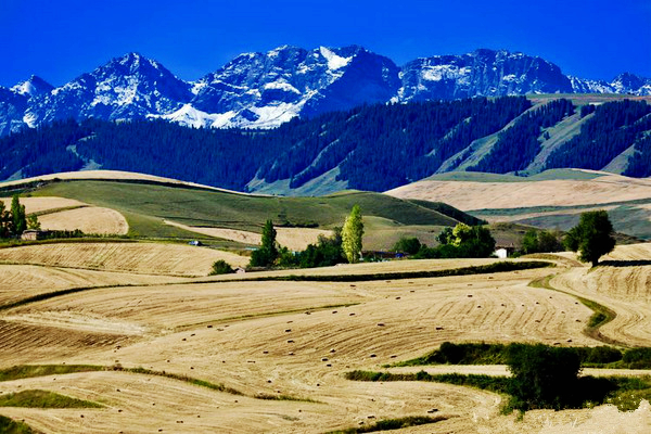 江布拉克的美景描述,风吹麦浪风景视频