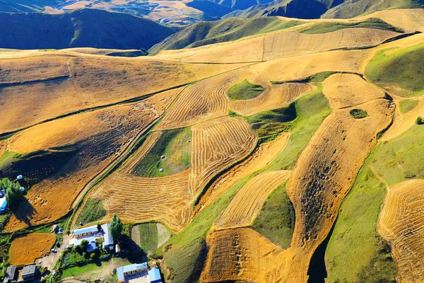 江布拉克的美景描述,风吹麦浪风景视频