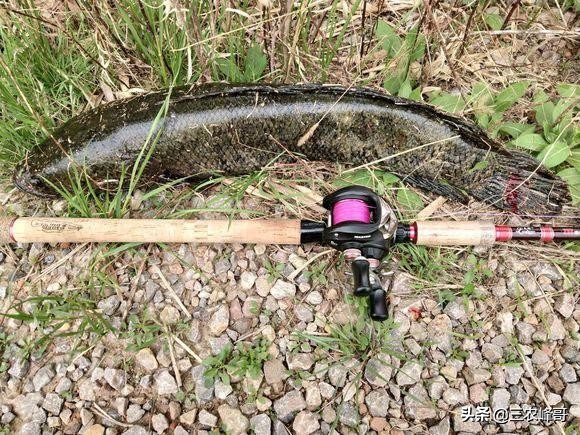 雷强打黑雷蛙操作,雷强打黑蛙甩不远怎么办