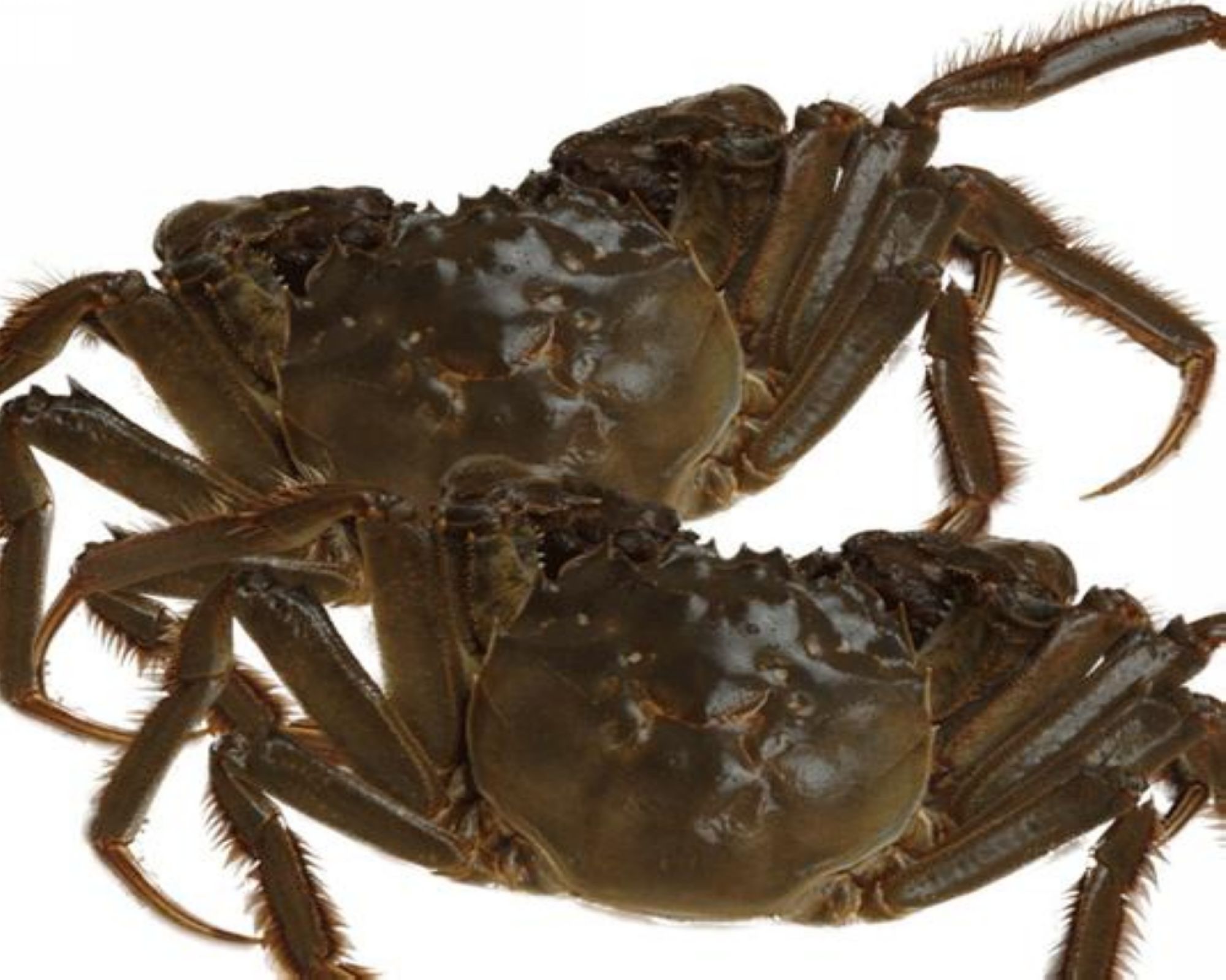 大闸蟹蒸多长时间还用蘸汁么,大闸蟹用什么酒蒸