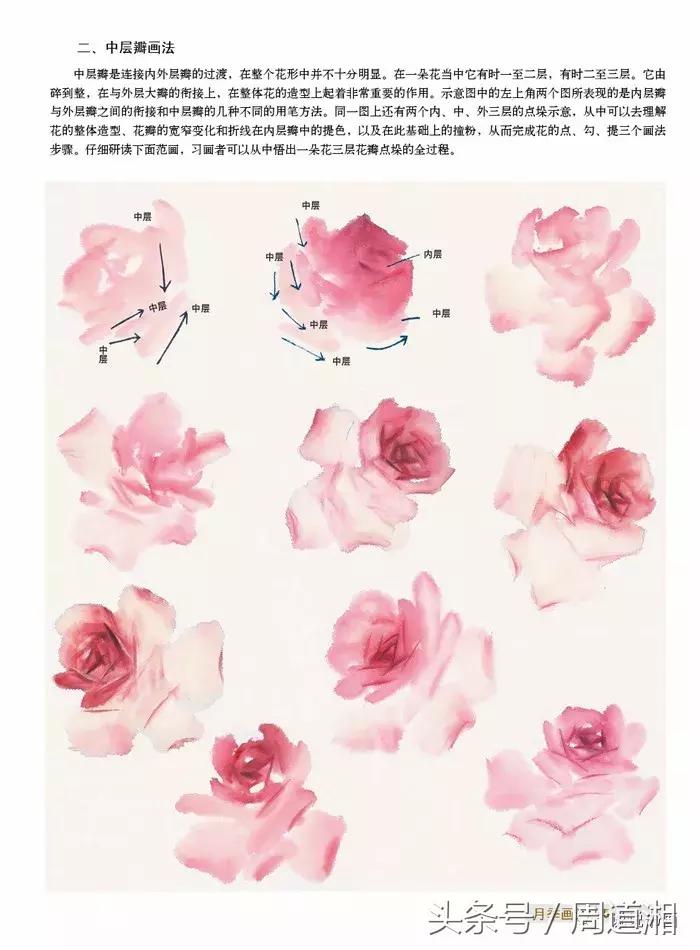 中国写意花鸟月季花篇,中国写意花鸟技法