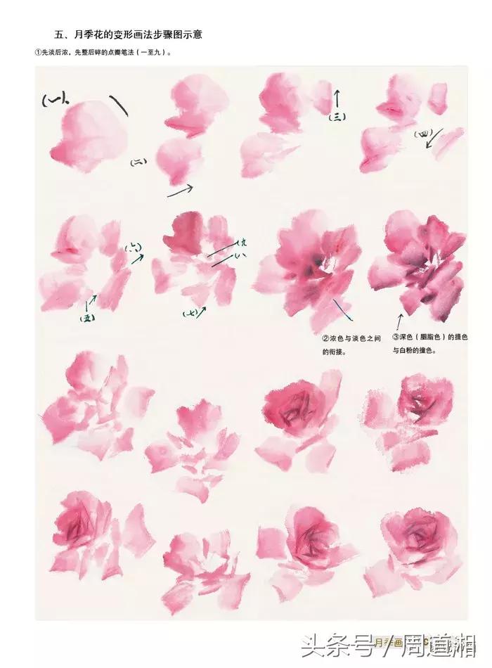 中国写意花鸟月季花篇,中国写意花鸟技法