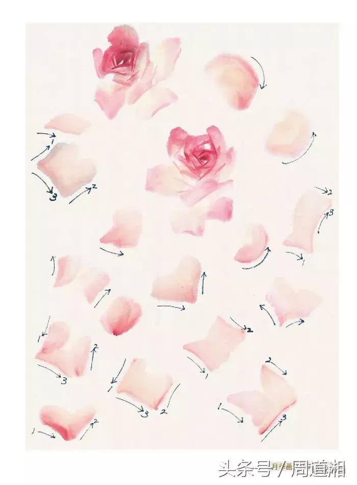 中国写意花鸟月季花篇,中国写意花鸟技法