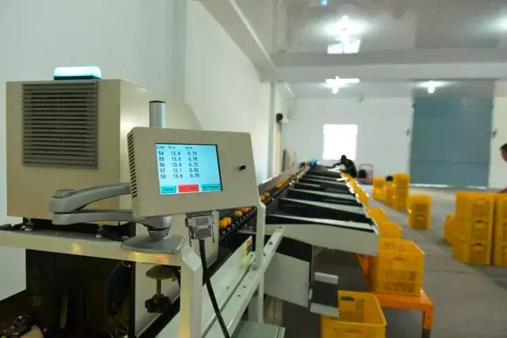 褚橙怎么挑选,褚橙一亩能产多少斤