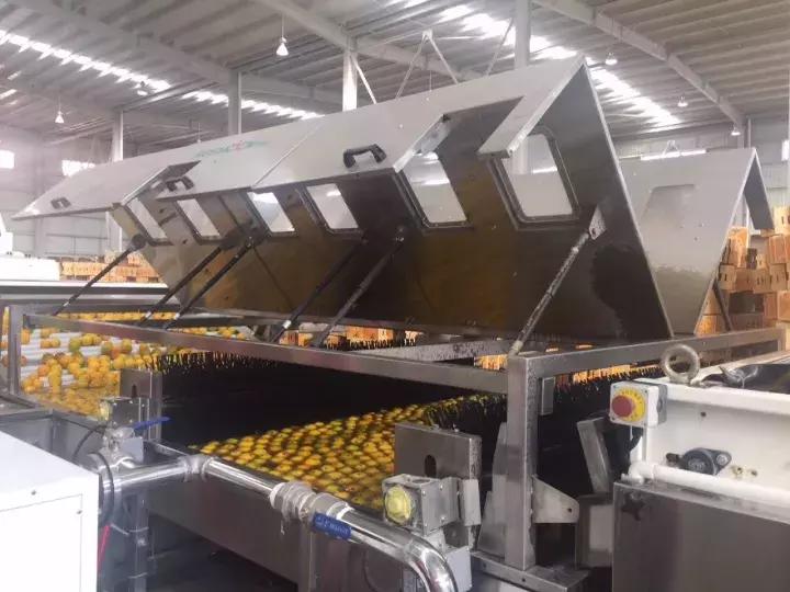 褚橙怎么挑选,褚橙一亩能产多少斤