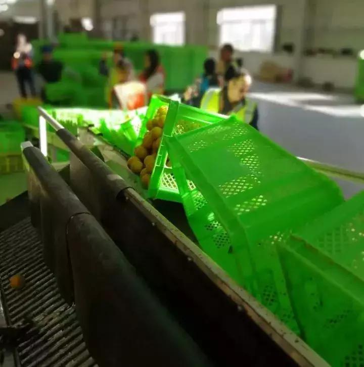 褚橙怎么挑选,褚橙一亩能产多少斤