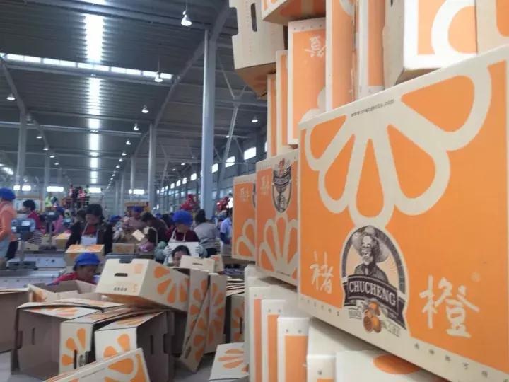 褚橙怎么挑选,褚橙一亩能产多少斤