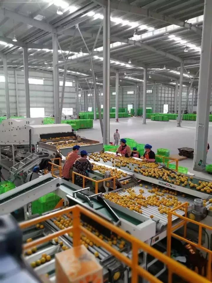 褚橙怎么挑选,褚橙一亩能产多少斤