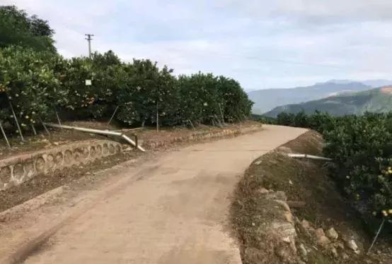 褚橙怎么挑选,褚橙一亩能产多少斤