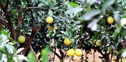 褚橙怎么挑选,褚橙一亩能产多少斤