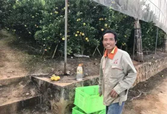 褚橙怎么挑选,褚橙一亩能产多少斤