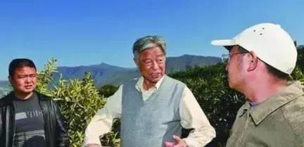 褚橙怎么挑选,褚橙一亩能产多少斤