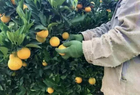 褚橙怎么挑选,褚橙一亩能产多少斤