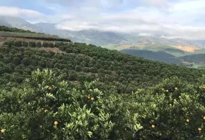 褚橙怎么挑选,褚橙一亩能产多少斤