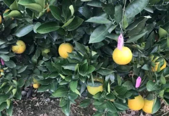 褚橙怎么挑选,褚橙一亩能产多少斤