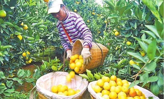 褚橙怎么挑选,褚橙一亩能产多少斤