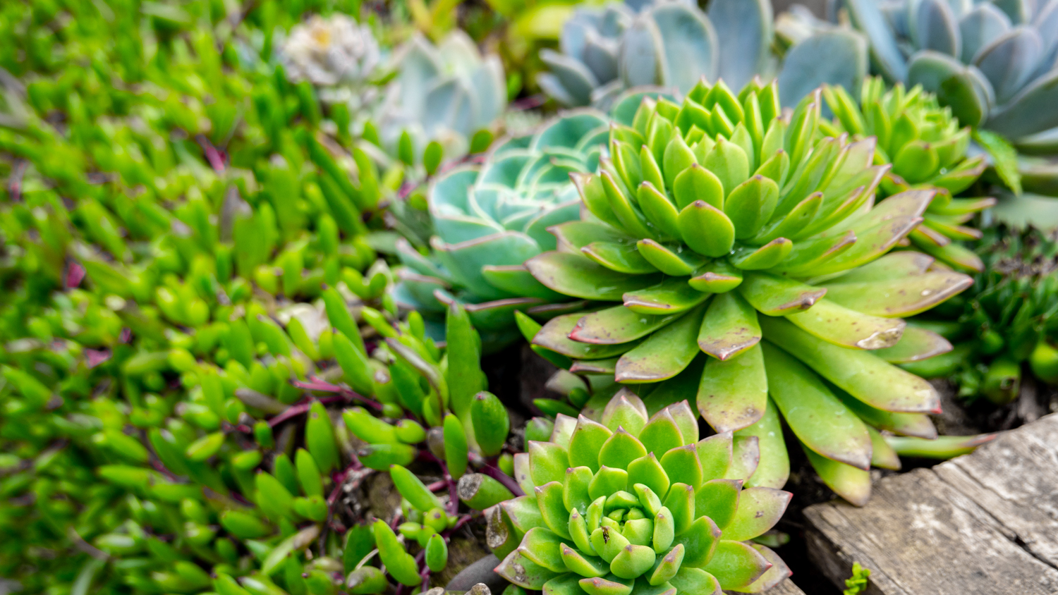 玩转云南大理攻略图片大全,大理玩转一周洱海攻略