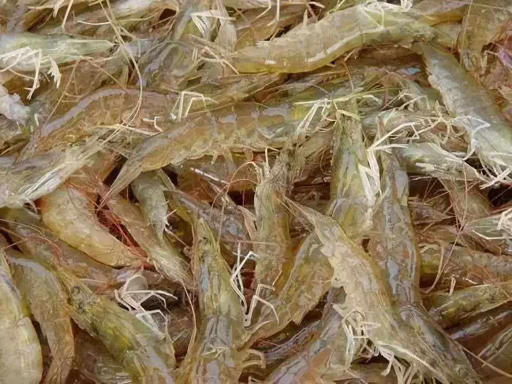 汕头人一般在哪吃海鲜,汕头人喜欢吃的海鲜