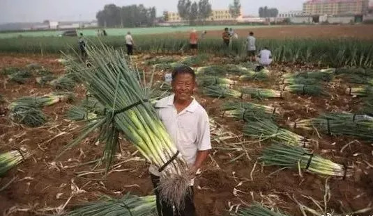 青岛特产蛤蜊干,青岛的啤酒和蛤蜊