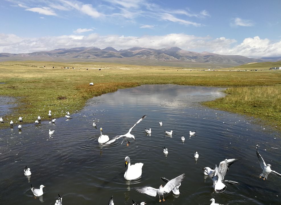 咕嘟夜食郑州,咕嘟夜食抖音完整版