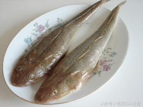 不带刺的小海鱼有哪些,无刺无鳞的小海鱼