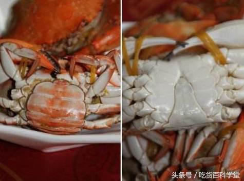 螃蟹公母分开养殖技术视频教程,麻辣螃蟹怎么选公母哪个好吃些