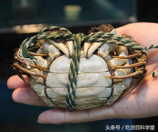 螃蟹公母分开养殖技术视频教程,麻辣螃蟹怎么选公母哪个好吃些