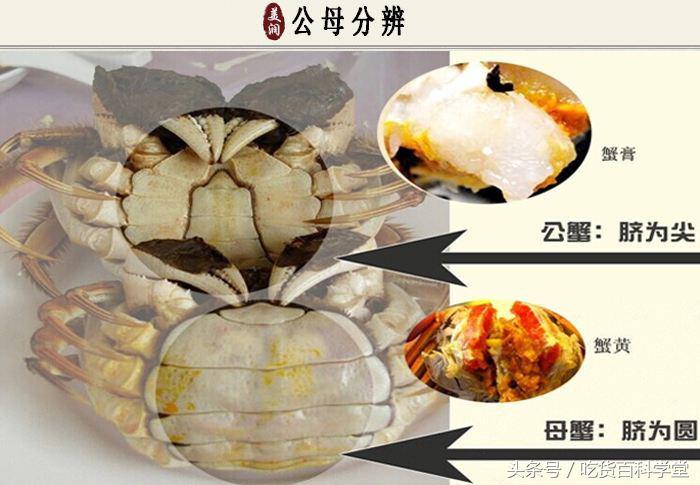 螃蟹公母分开养殖技术视频教程,麻辣螃蟹怎么选公母哪个好吃些