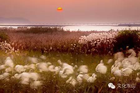 诗意东山|花间小坐夕阳迟