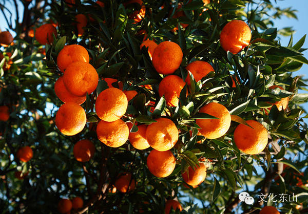 诗意东山|花间小坐夕阳迟