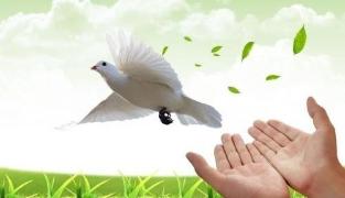 放生和不杀生也是布施吗,放生还是投食