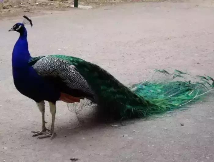 天岳幕阜山景区,天岳幕阜山开发