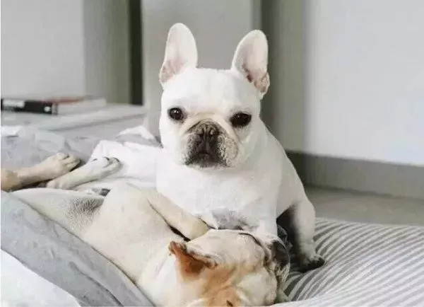 养狗必知的100条知识,24条养狗小知识都在这里了