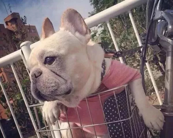 养狗必知的100条知识,24条养狗小知识都在这里了