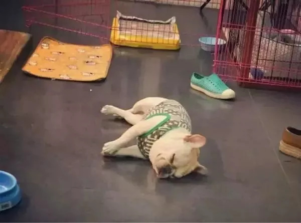 养狗必知的100条知识,24条养狗小知识都在这里了