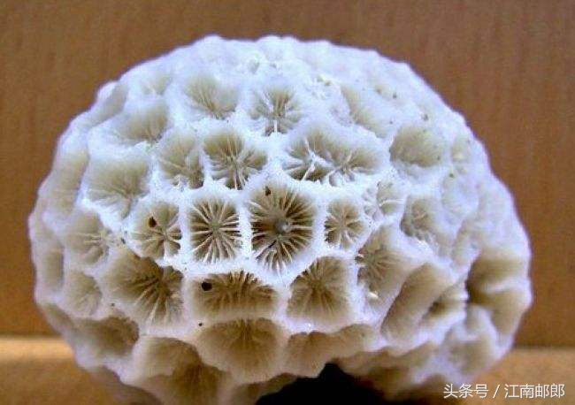 勇敢的姑娘大结局,开贝壳店