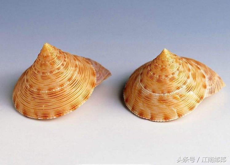 勇敢的姑娘大结局,开贝壳店