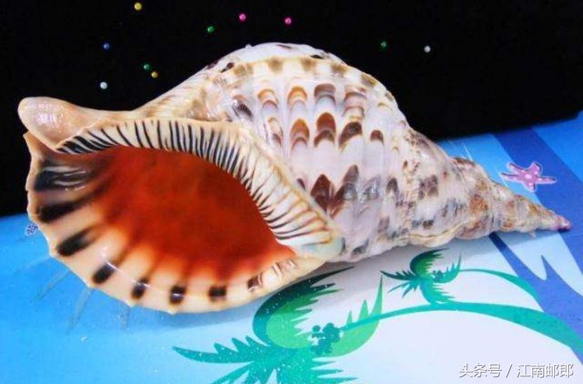 勇敢的姑娘大结局,开贝壳店