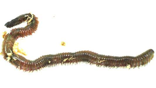 海蜈蚣用来钓鱼还是吃的,能吃的海蜈蚣