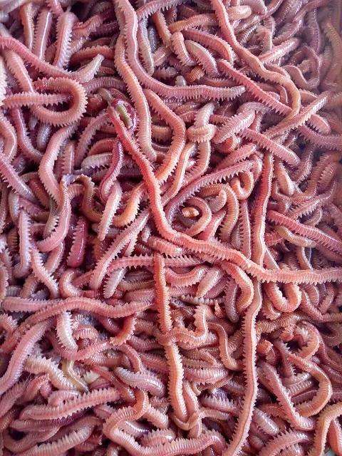 海蜈蚣用来钓鱼还是吃的,能吃的海蜈蚣