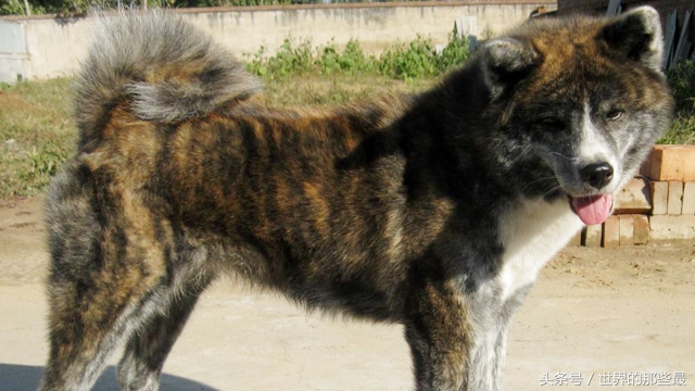 最受中国人喜爱的犬类排行,最受国人喜爱的狗