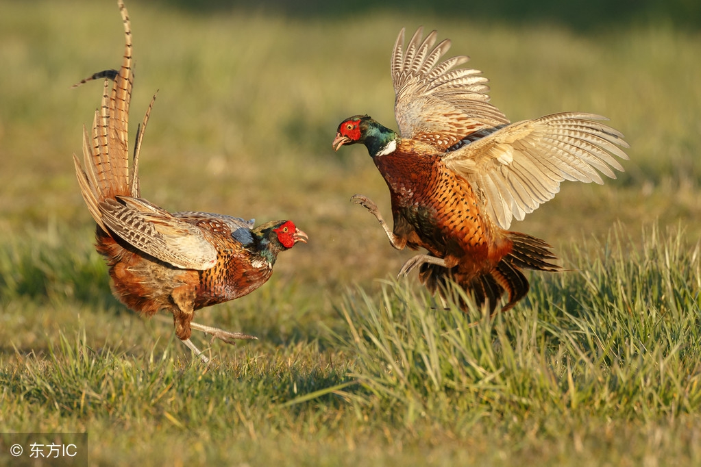 鹧鸪天词牌适合写什么内容,鹧鸪天词牌解析及写作指南