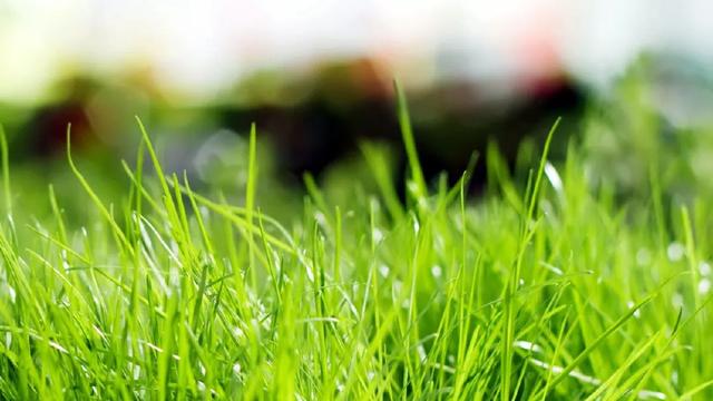 星云大师的宽心与舍得,星云大师讲宽心视频