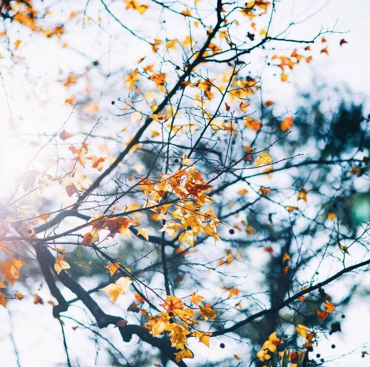 秋天的婺源篁岭,秋天的婺源有什么