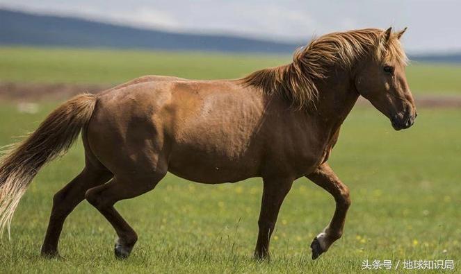 骑完骆驼再骑驴，真正的西域神兽是谁？地球知识局