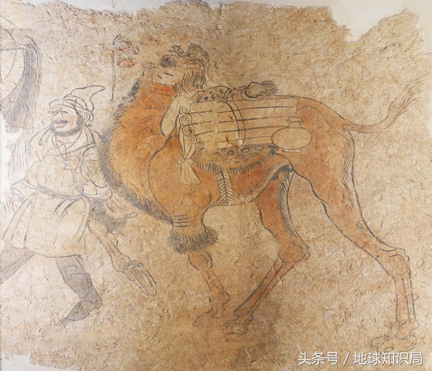 骑完骆驼再骑驴，真正的西域神兽是谁？地球知识局