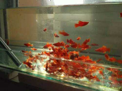 红箭观赏鱼的寿命,养的红箭鱼为何隔几天死一条