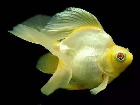 清朝正白旗旗人金鱼养殖心经:《虫鱼雅集》(下)