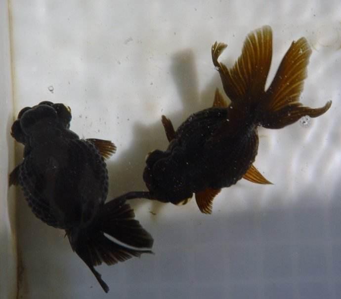 清朝正白旗旗人金鱼养殖心经:《虫鱼雅集》(下)